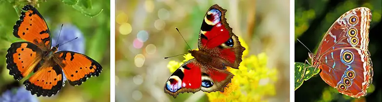 Game-of-Life-Law-of-Diversity-butterflies